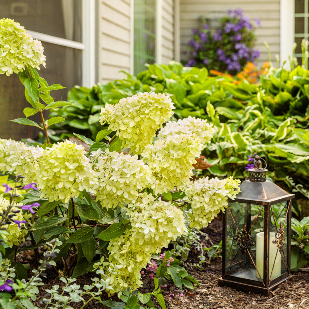 A potted Little Lime Hydrangea plant exhibiting its unique blossoms and compact growth habit.