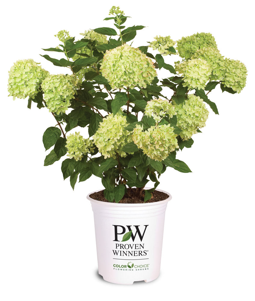 Little Lime Hydrangea