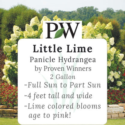 Little Lime Hydrangea