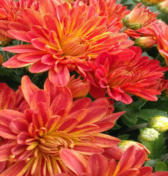 Mum Gigi Dark Pink 12"