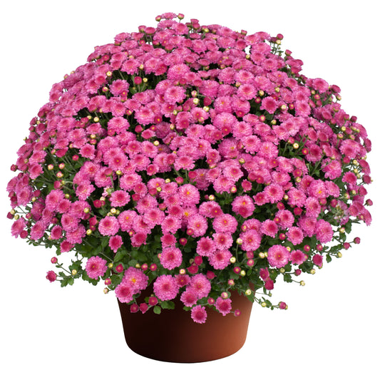 Mum Gigi Dark Pink 12"