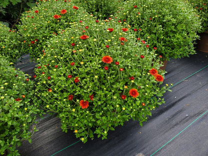 Mum Tracy Orange 12"