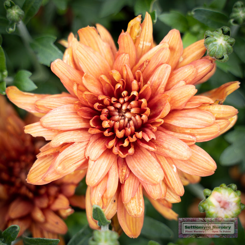 Mum Tracy Orange 12"