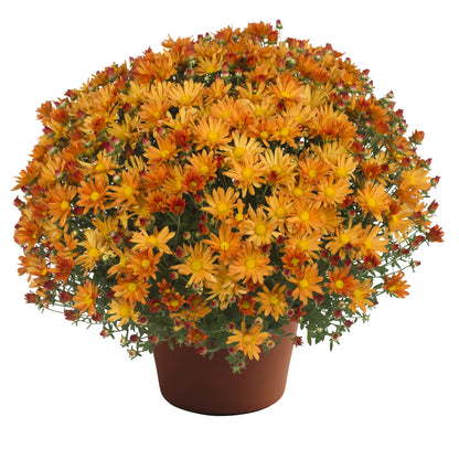 Mum Tracy Orange 12"