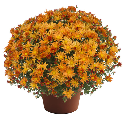 Mum Tracy Orange 12"