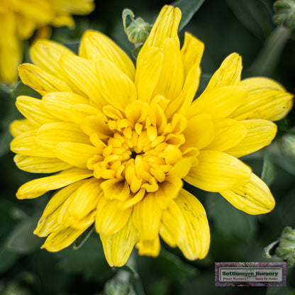 Our beautiful field of mums