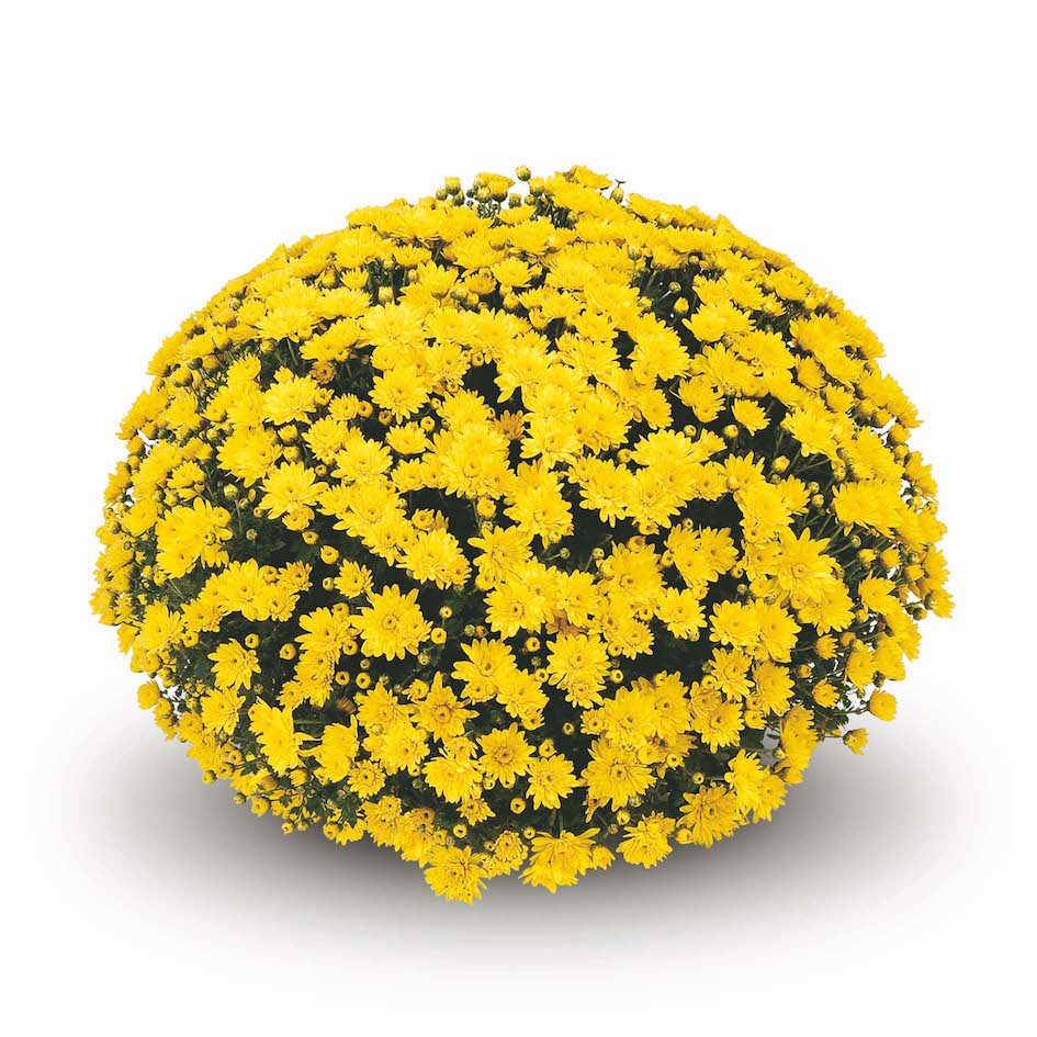 Our beautiful field of mums