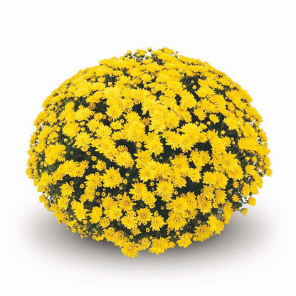 Our beautiful field of mums