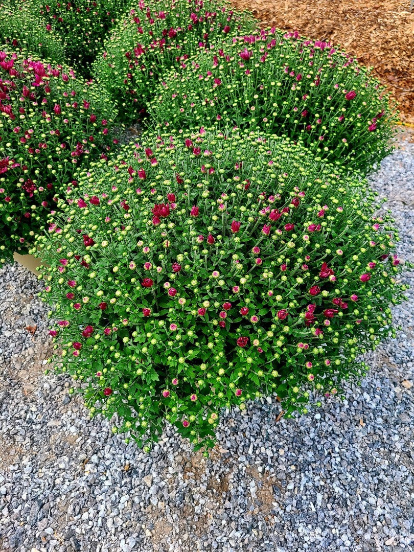 Mum Rhonda Purple 12"