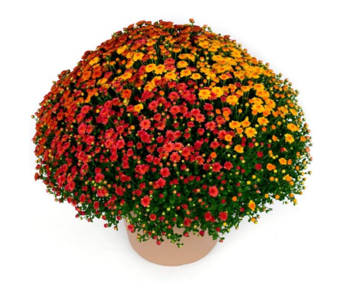 Mum Gigi Trace of Fall Mix