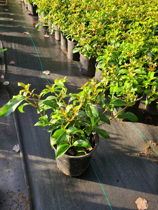 Viburnum Moonlit Lace 1 Gallon