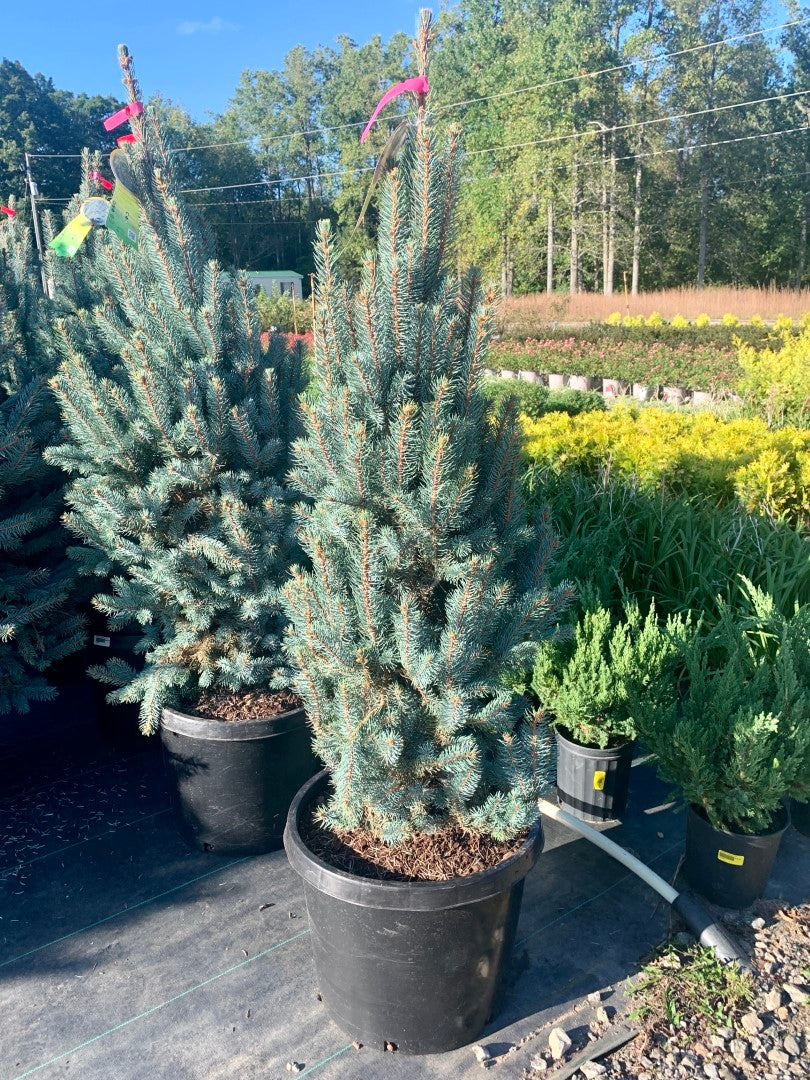 Picea Iseli Fastigiata