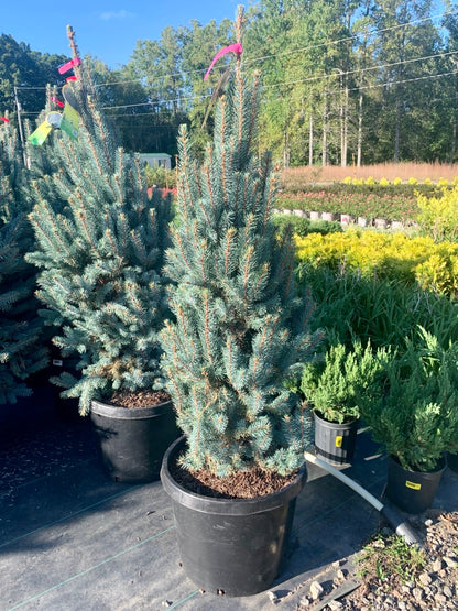 Picea Iseli Fastigiata
