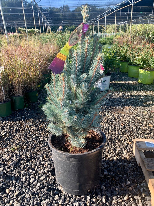 Picea Iseli Fastigiata