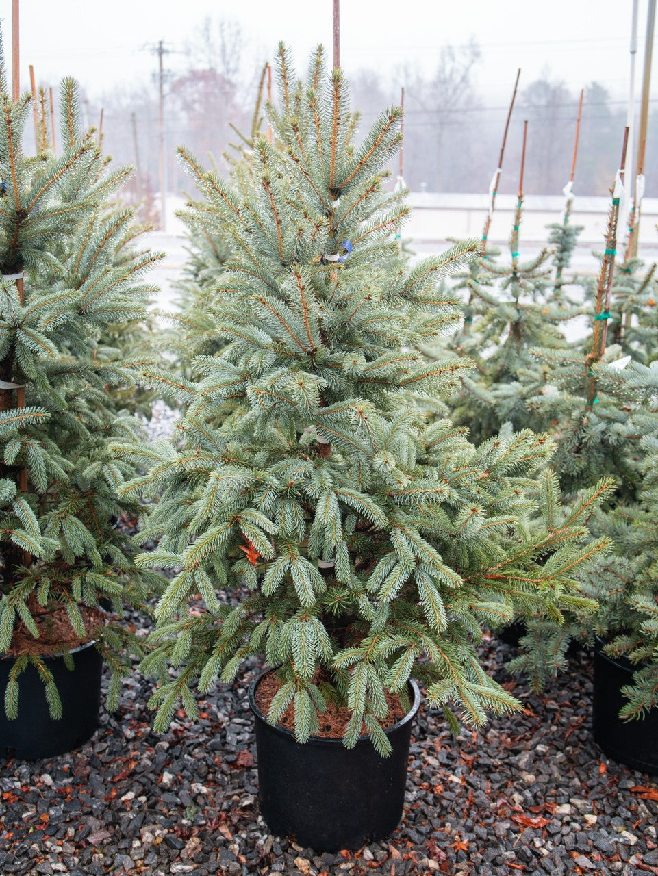 Fat Albert Blue Spruce