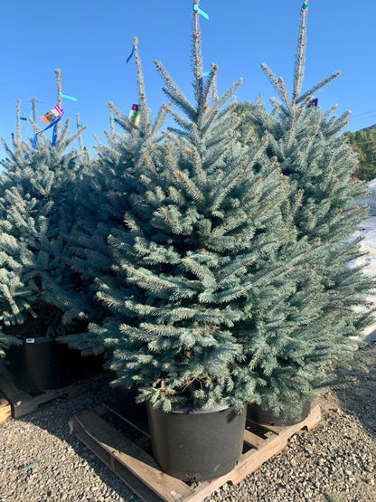 Fat Albert Blue Spruce