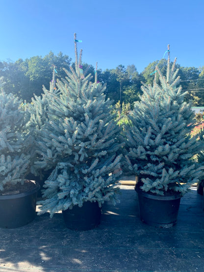Fat Albert Blue Spruce
