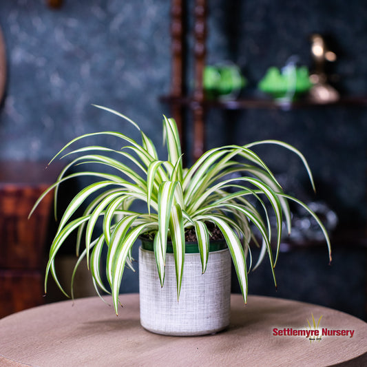 Spider Plant 4.5