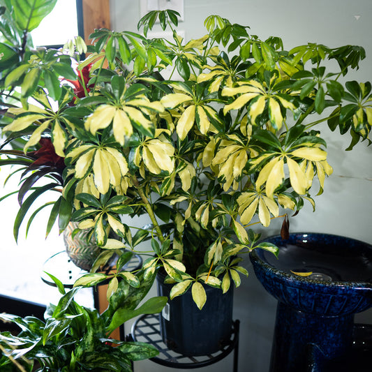 Schefflera 8