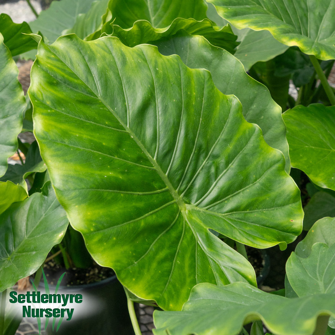 Annual Elephant Ears Assorted 1 Gallon