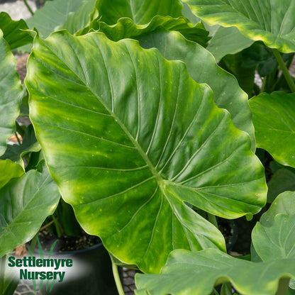 Annual Elephant Ears Assorted 1 Gallon