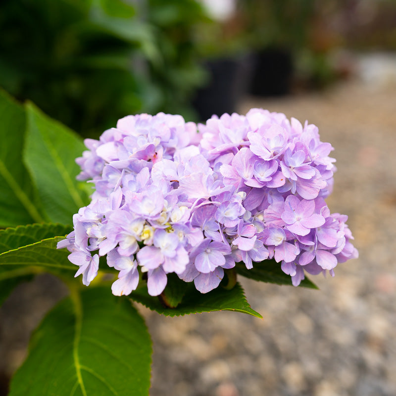 Hydrangea Endless Summer Original