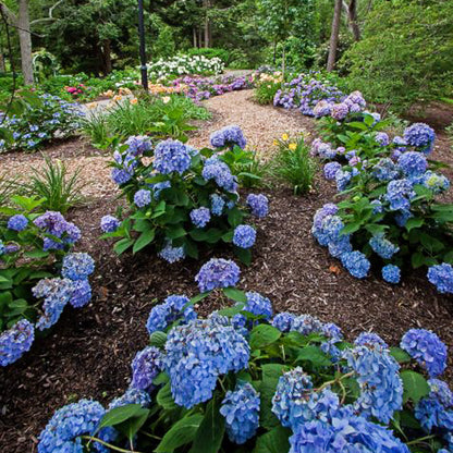 Hydrangea Endless Summer Original