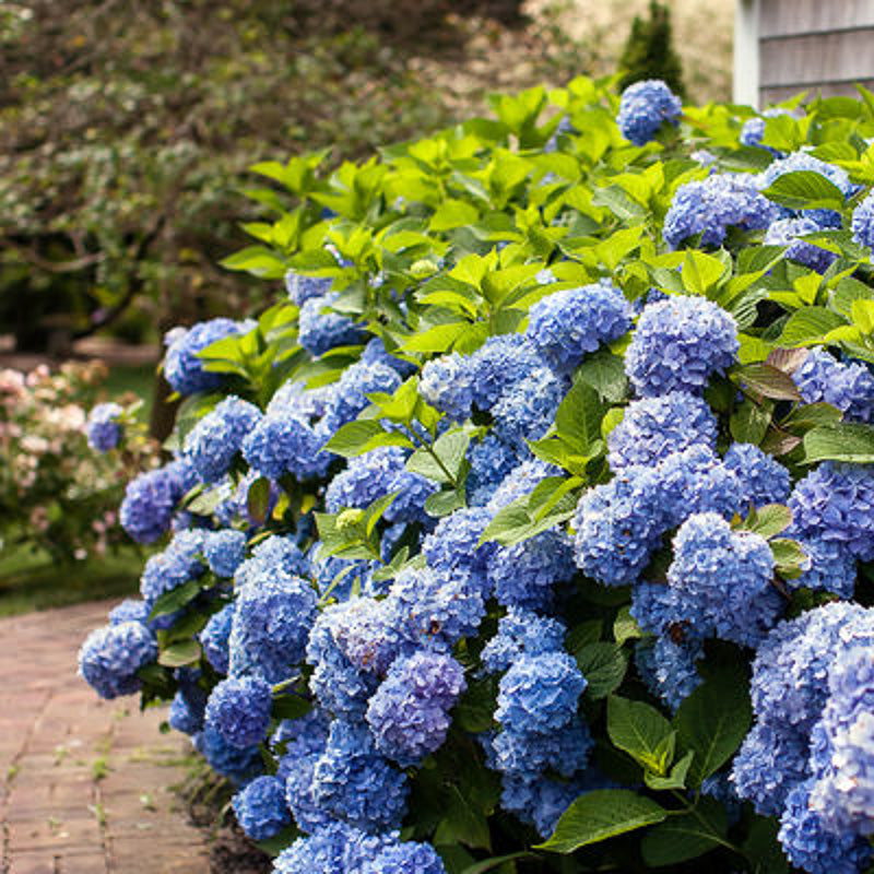 Hydrangea Endless Summer Original