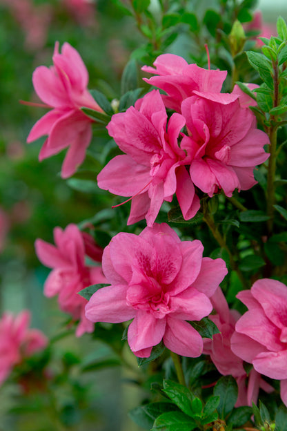 Azalea Encore Autumn Empress