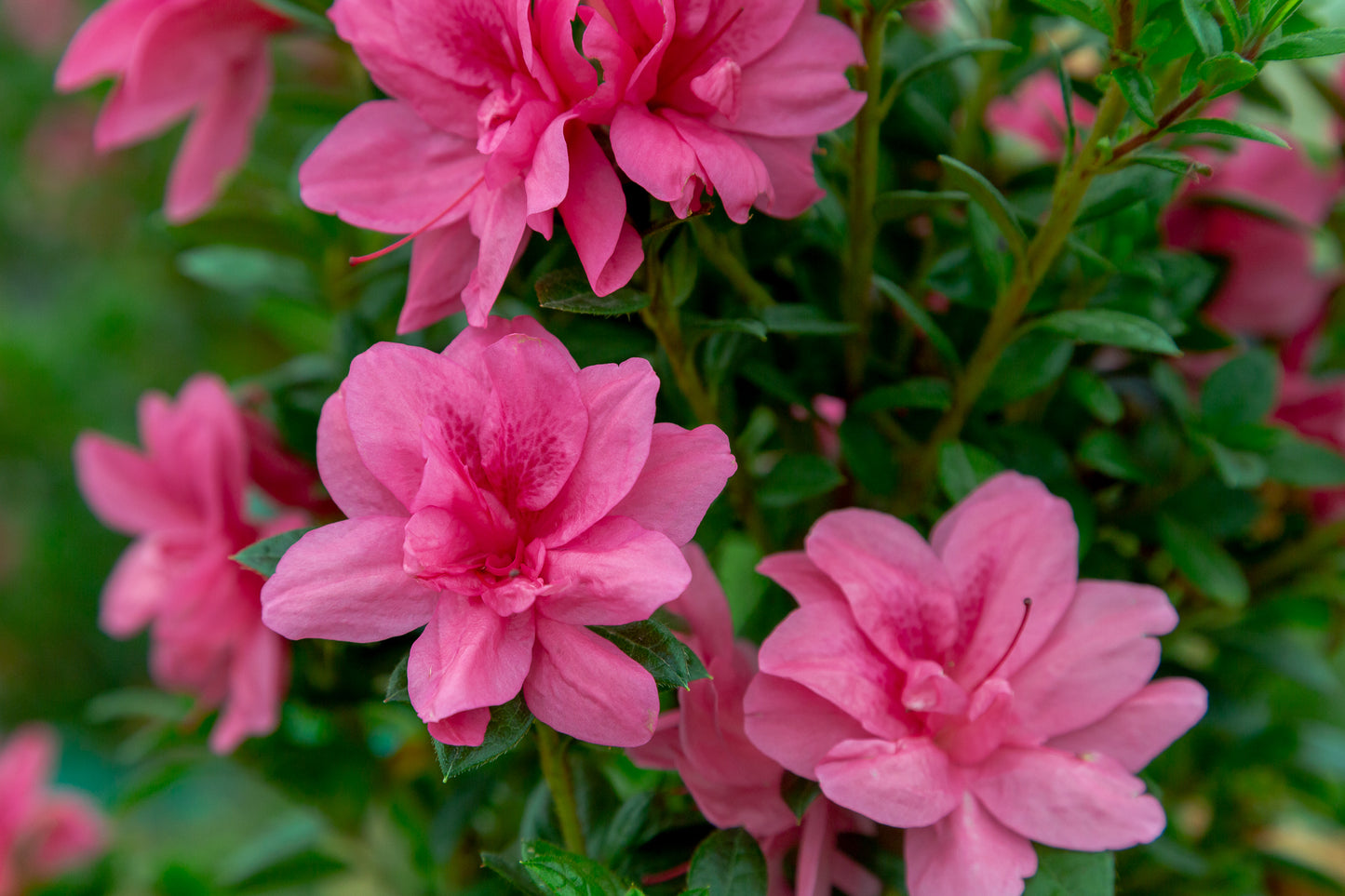 Azalea Encore Autumn Empress