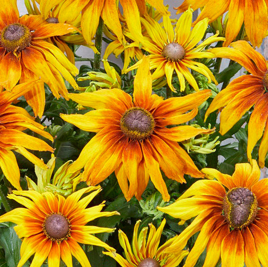 Perennial Echibeckia Assorted 9