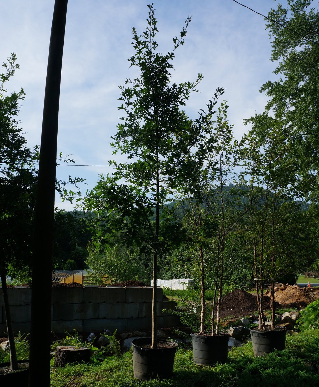 Pin Oak Tree