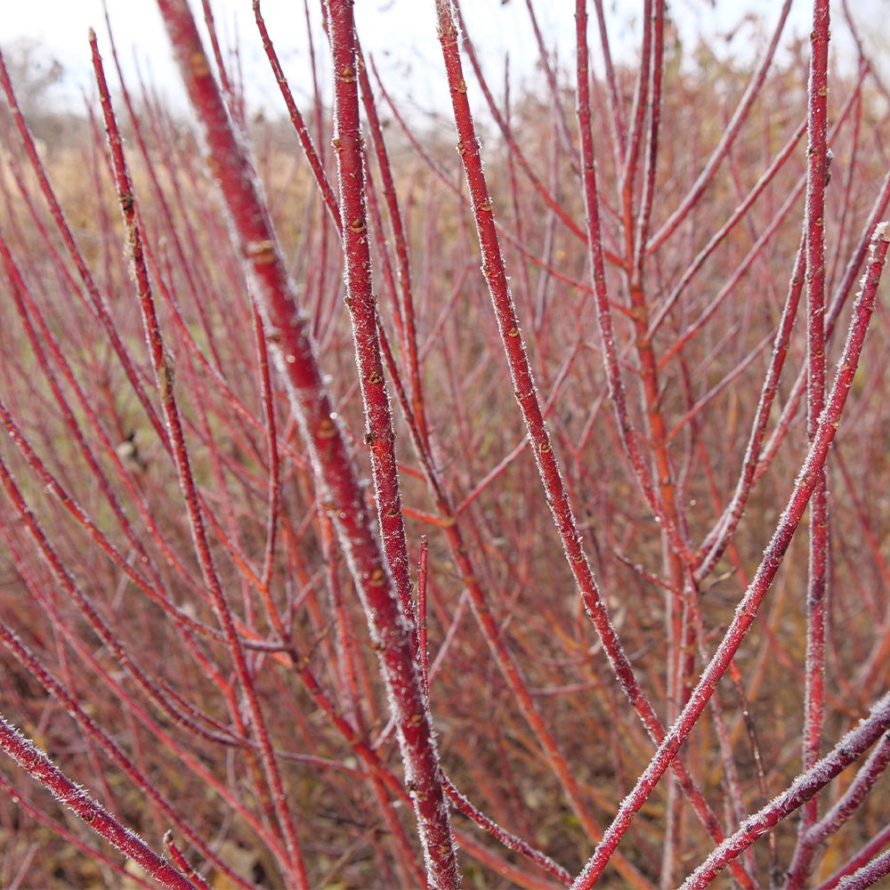 Arctic Fire Dogwood