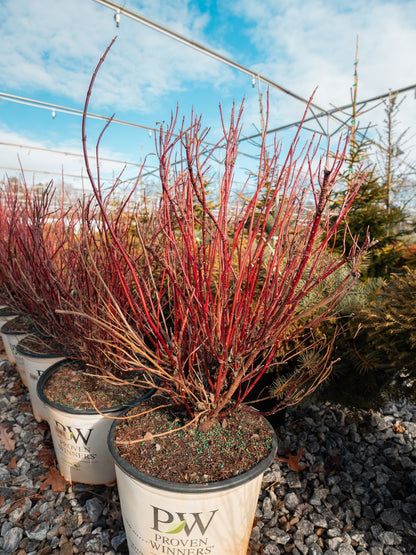 Arctic Fire Dogwood