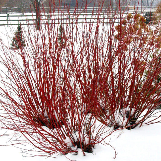 Arctic Fire Dogwood