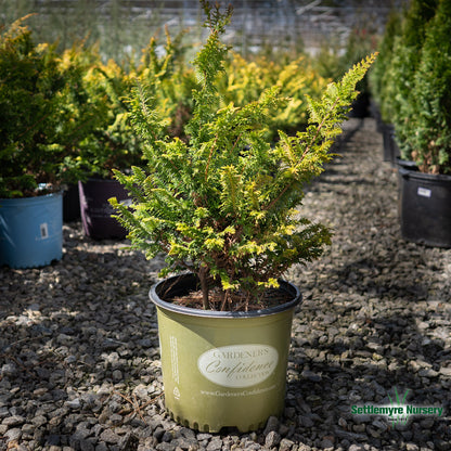 Fernspray Gold in landscape