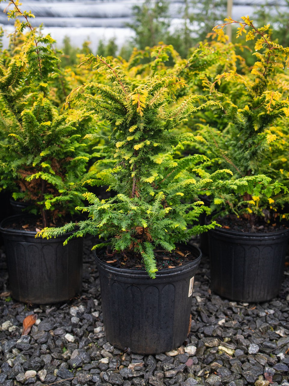 Fernspray Gold Chamaecyparis
