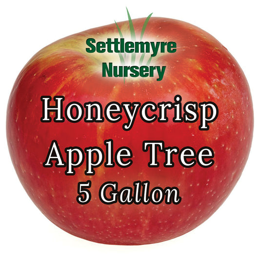 Apple Tree Honeycrisp