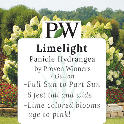 Limelight Hydrangea