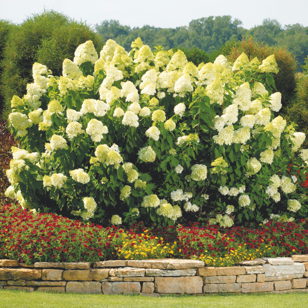Limelight Hydrangea
