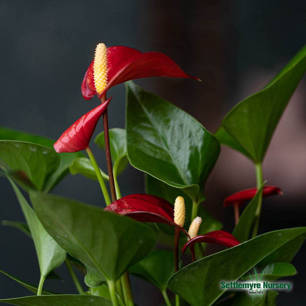 Anthurium