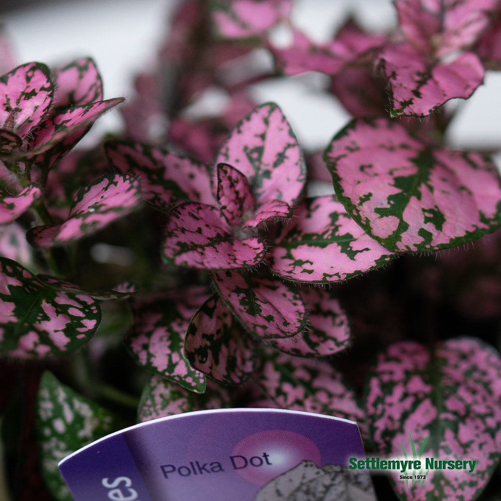 Polka Dot Plant 4 Assorted Colors