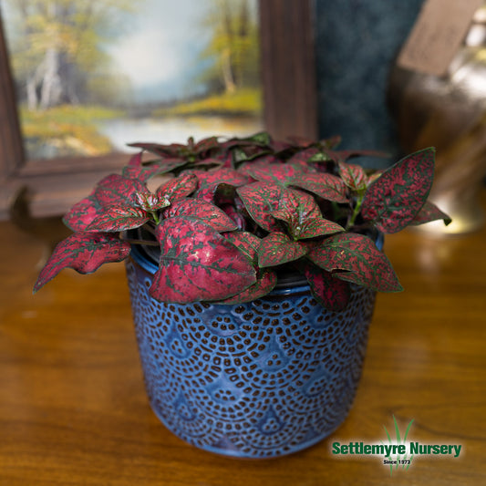 Polka Dot Plant 4 Assorted Colors