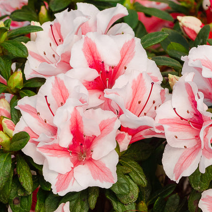 Azalea Encore Autumn Starburst