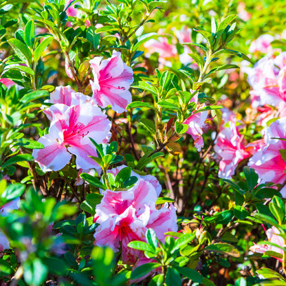 Azalea Encore Autumn Starburst