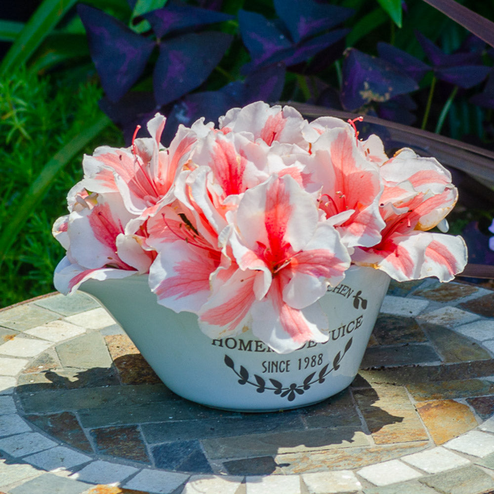 Azalea Encore Autumn Starburst