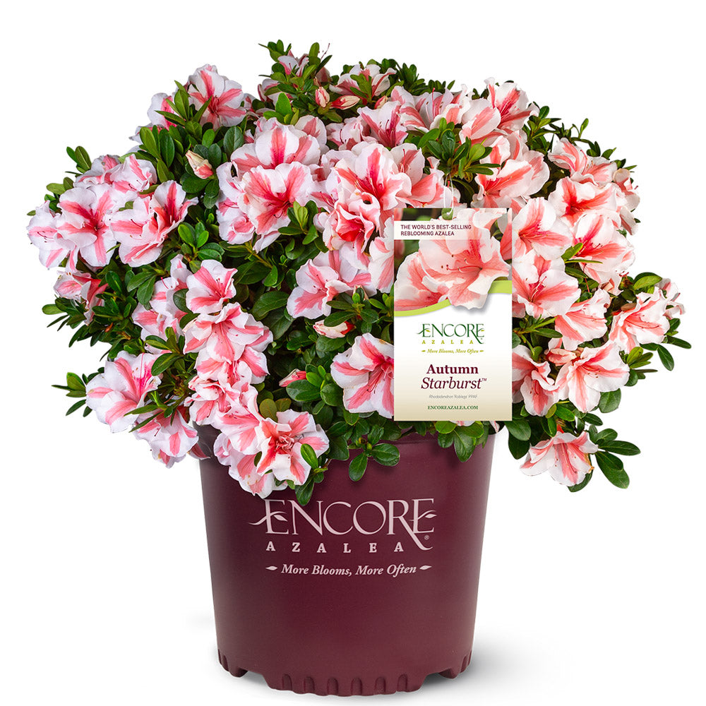 Azalea Encore Autumn Starburst