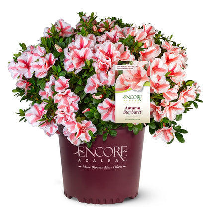 Azalea Encore Autumn Starburst