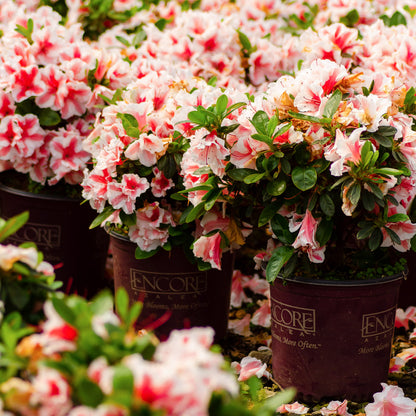 Azalea Encore Autumn Starburst