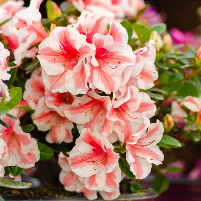 Azalea Encore Autumn Starburst